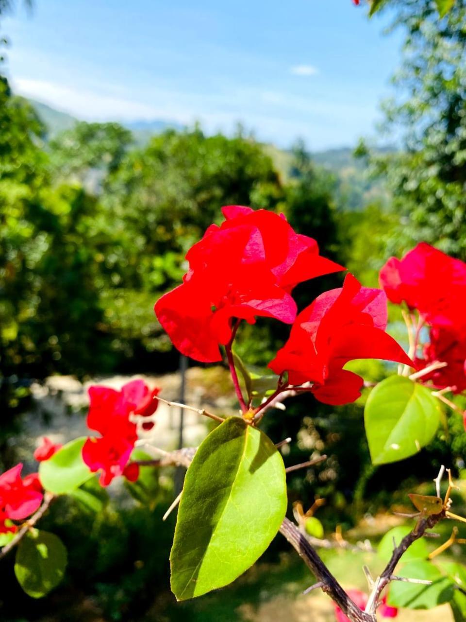 Blissful Haven Hotel เอลลา ภายนอก รูปภาพ