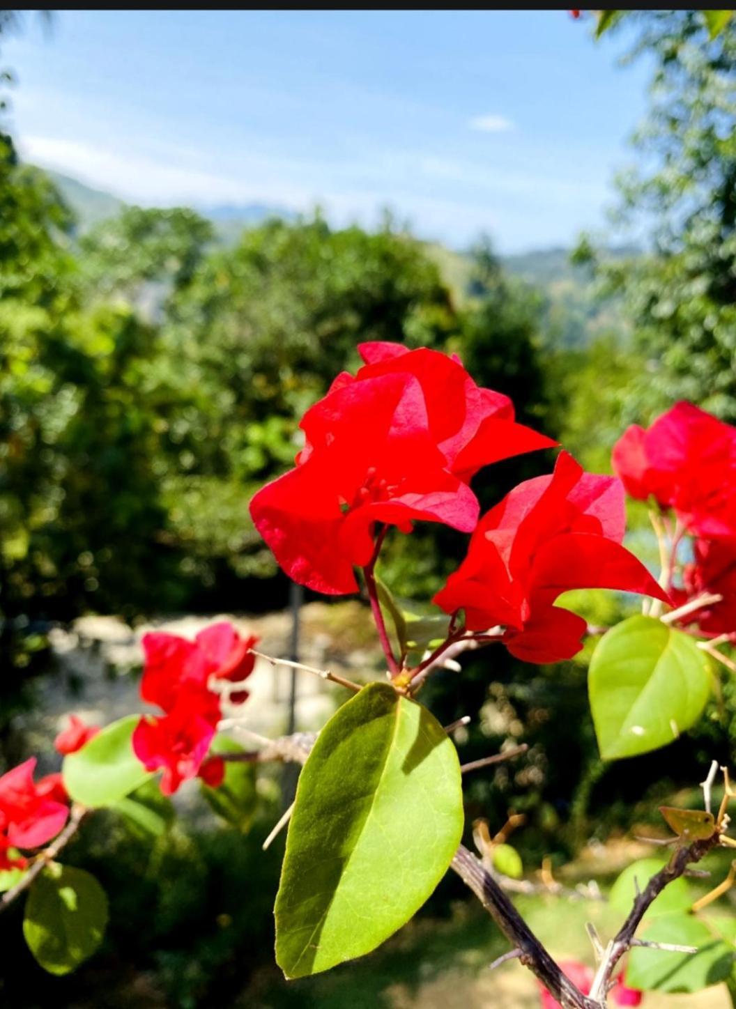 Blissful Haven Hotel เอลลา ภายนอก รูปภาพ